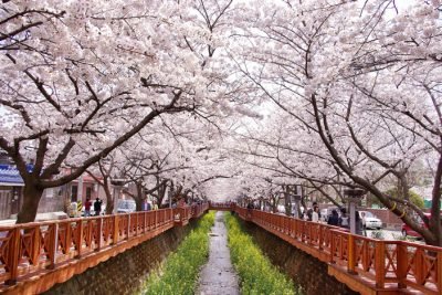 cherry blossom photo